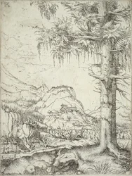 Wielki świerk, ok. 1520
