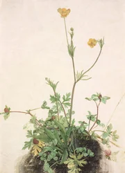 Jaskry, czerwona koniczyna i babka, 1526.