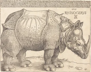 Łac:  Rhinocerus Nosorożec