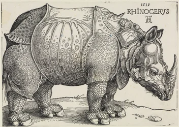 Rhinocerus (Nosorożec)