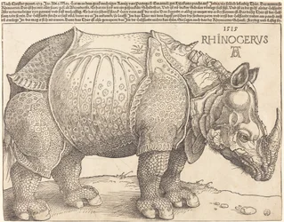 Nosorożec, 1515