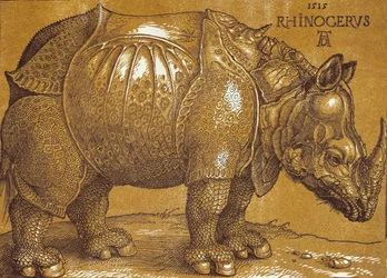 Nosorożec, 1515.