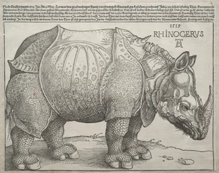 Nosorożec, 1515