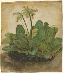 Kępka Cowslip