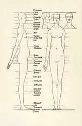 Drzeworyt kobiecy anatomiczny z "Herin to cztery księgi o proporcjach ludzkich"