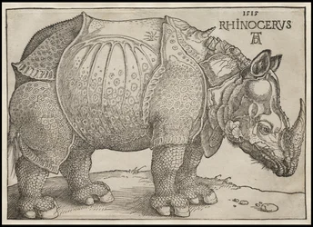 Nosorożec, 1515