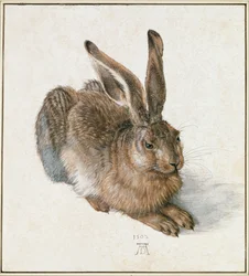 Młody Zając