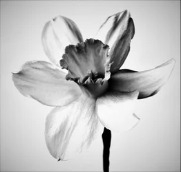 Ziele, 2019 (fotografia)