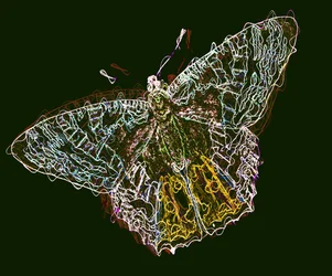 motyl 6,2020, (media mieszane)