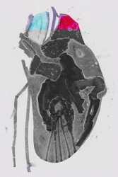 Średnia