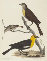 Żółtogłowy kos, samica kosa i samica Cape May Warbler.