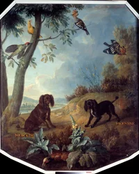 Gałka muszkatołowa i Hermine, psy Ludwika XIV (1638-1715). Obraz Francois Desportes (1661-1743)