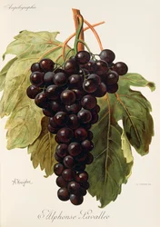 Winogrona Alphonse Lavallee autorstwa A. Kreyder