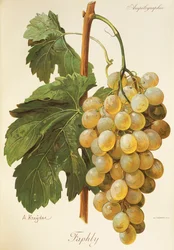 Winogrona Faphly autorstwa A. Kreyder