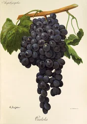Winogrona Gateta autorstwa A. Kreyder