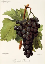 Winogrono Ingram