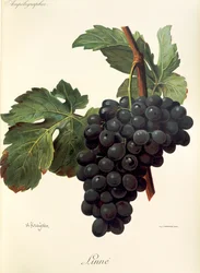 Winogrono lniane A. Kreyder