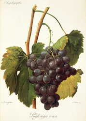 Winogrona Luglienga Nera firmy A Kreyder