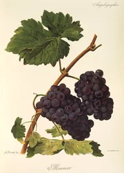 Winogrono Meunier autorstwa A. Kreyder