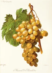 Winogrona Muscat d
