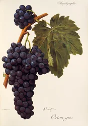 Winogrona Oriou Gris autorstwa A. Kreiter