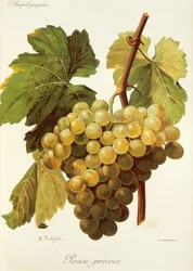 Winogrona Panse Precoce A. Kreyder