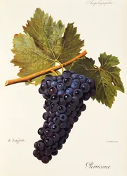Winogrona Perricone autorstwa A. Kreyder