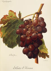 Winogrona Santa Morena autorstwa A. Kreyder