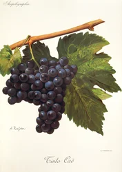 Winogrona Tinto Cao autorstwa A. Kreyder