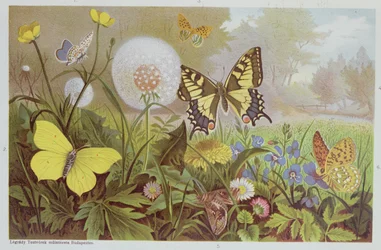 Motyle, ilustracja z węgierskiego podręcznika historii naturalnej, ok. 1900 r.