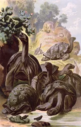 Gigantyczne żółwie z Wysp Galapagos, z podręcznika historii naturalnej, 1887