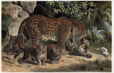 Pantera i jej młode - Panthera z „Życia zwierząt Brehma” (rycina)