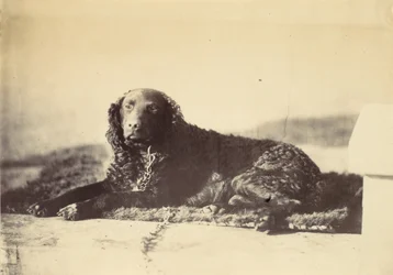 Piotra, 1860.