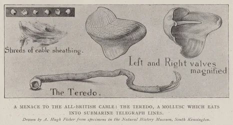 Zagrożenie dla All-British Cable, Teredo, mięczaka, który zjada się w podwodnych liniach telegraficznych