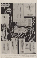 Wystawa szkodników kukurydzy w Muzeum Historii Naturalnej