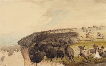 Prowadzenie stada bawołów nad przepaścią, ok. 1837 (ołówek, długopis i atrament oraz akwarela na papierze)