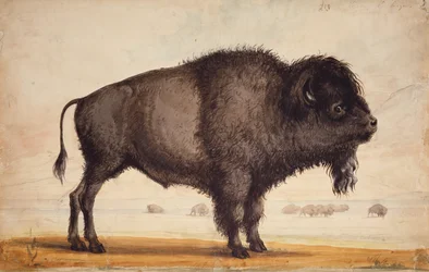 Pachnąc bryzą, ok. 1837 (akwarela na papierze)