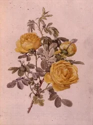 Rodzaj Rosa, nr 10, 755, c.1910