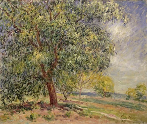 Drzewo orzecha włoskiego w Sablons na wiosnę; Orzech włoski w Les Sablons, wiosna, 1885