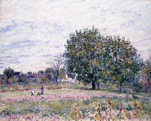 Orzech włoski, efekt zachodzącego słońca — pierwszy dzień października 1882 r.
