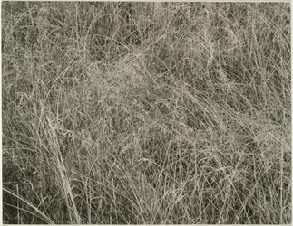 Trawa, 1933.