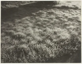 Trawa i mróz, 1934.