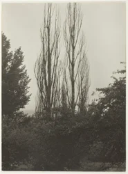 Topole - Jezioro George