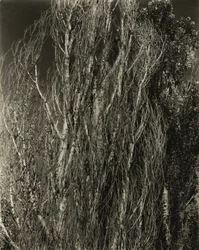 Topole - Jezioro George