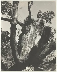 Stary klon - Lake George, 1926.