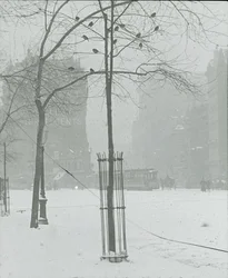 Drzewo w śniegu, Nowy Jork, 190002.