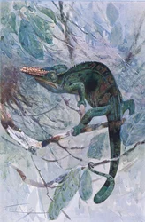 Afrykański kameleon, ilustracja z „Wildlife of the World”, ok. 1910 r. (litografia kolorowa)