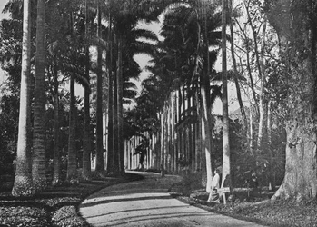 Palmy kapuściane w ogrodach Peradeniya, ok. 1890, 1910 r.