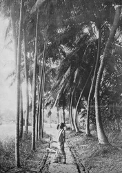 Świt przez palmy, c1890, 1910