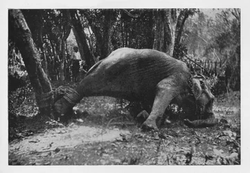Słoń Kraaling na Cejlonie - Zapętlony, c1890, 1910